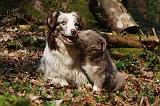 BORDER COLLIE 1109
